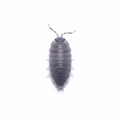 Porcellio pruinosus sur fond blanc - basé sur ta photo