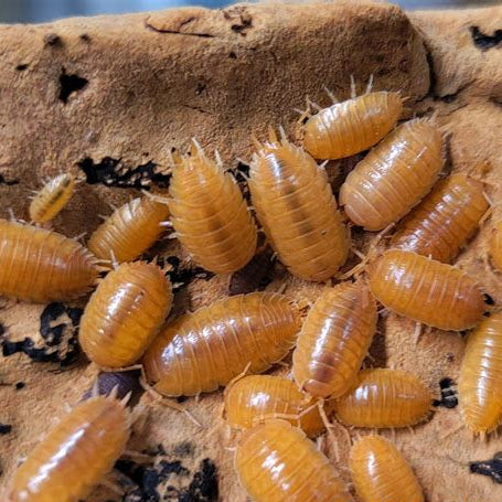 P. Laevis Orange × 30