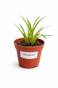 Chlorophytum