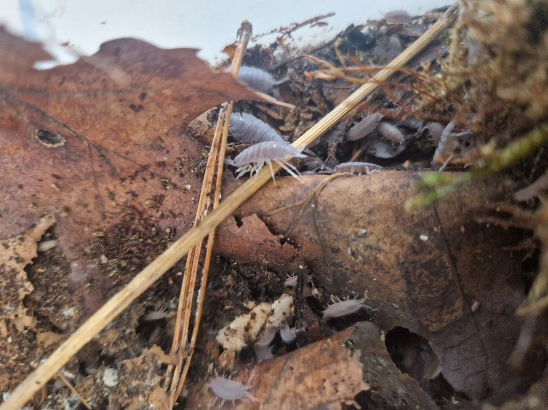 Porcellionides Pruinosus ×30