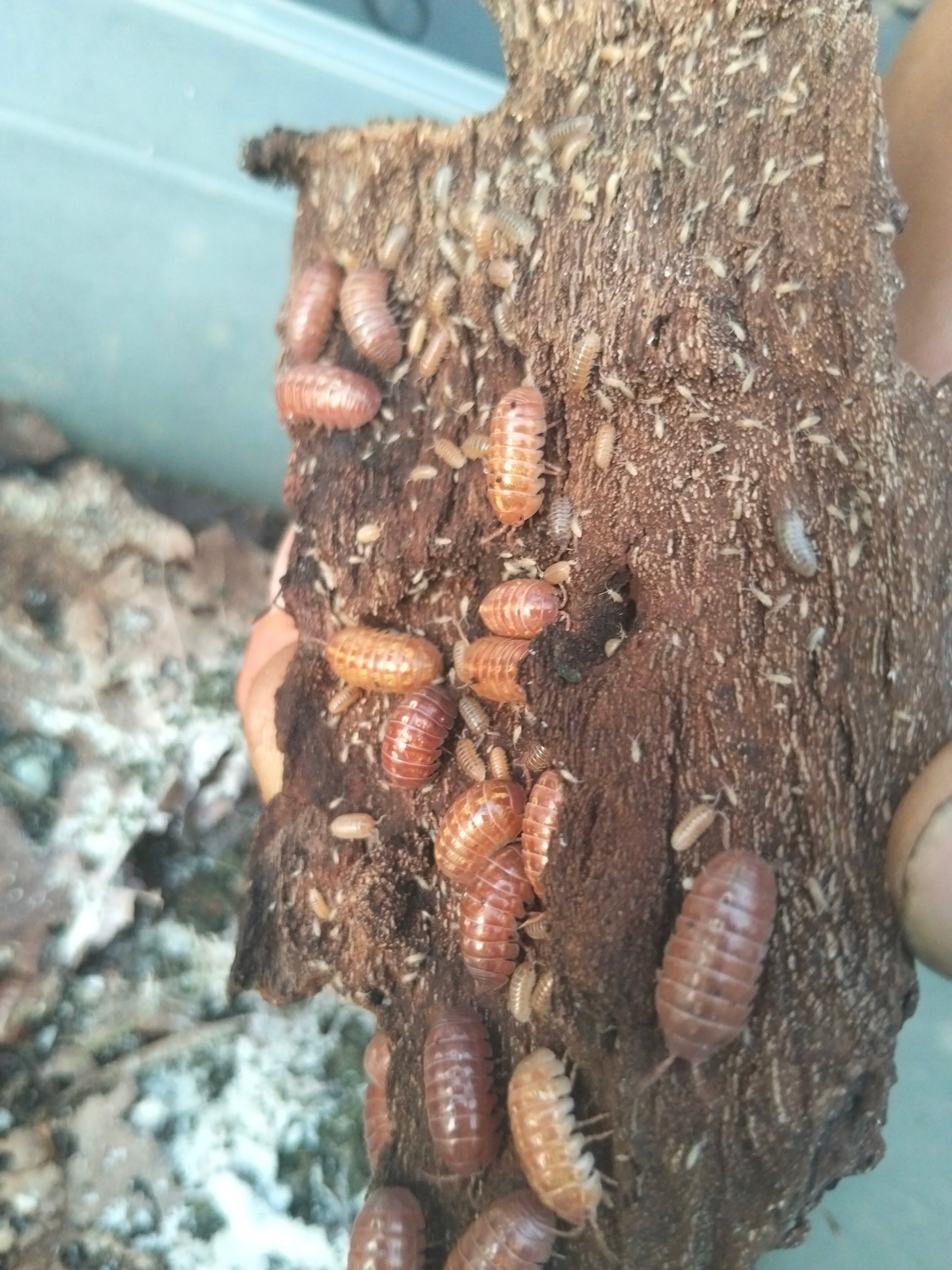 Armadillidium vulgaire R&O X10